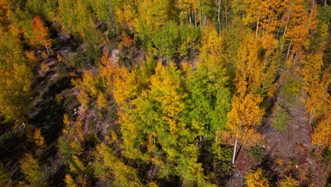 Vista-Aérea-Colorado-álamo-Temblón-Colorido-Amarillo-Rojo-Naranja-Bosque-Con-Pinos-Verdes-Principios-Del-Otoño-Montañas-Rocosas-Breckenridge-Piedra-Angular-Cobre-Vail-álamo-Temblón-Telururo-Silverton-Ouray-Movimiento-Hacia-Abajo