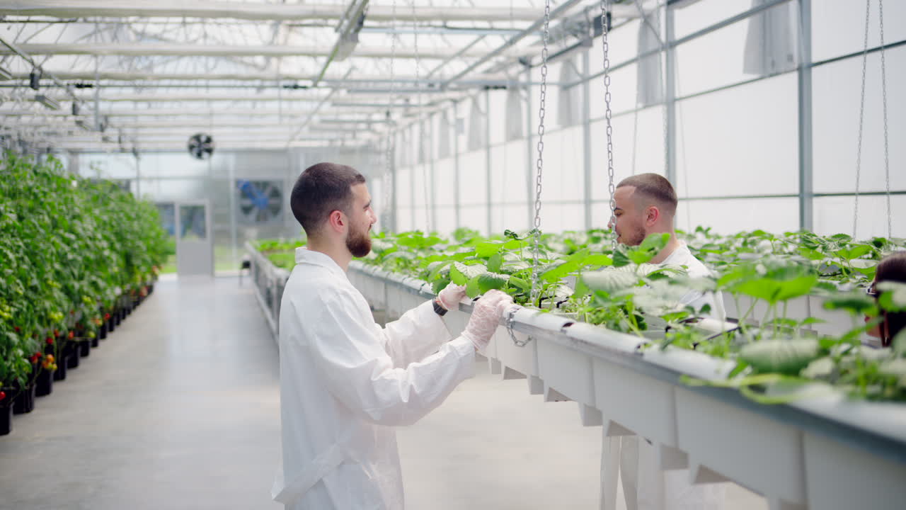 Three laboratory technicians in white coats working with wild strawberry grown with the Hydroponic method in a greenhouse