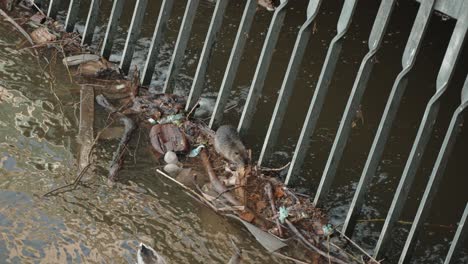 Nutria-Am-Prager-Fluss,-Metallgitter,-Trümmer,-Blick-Auf-Die-Städtische-Tierwelt