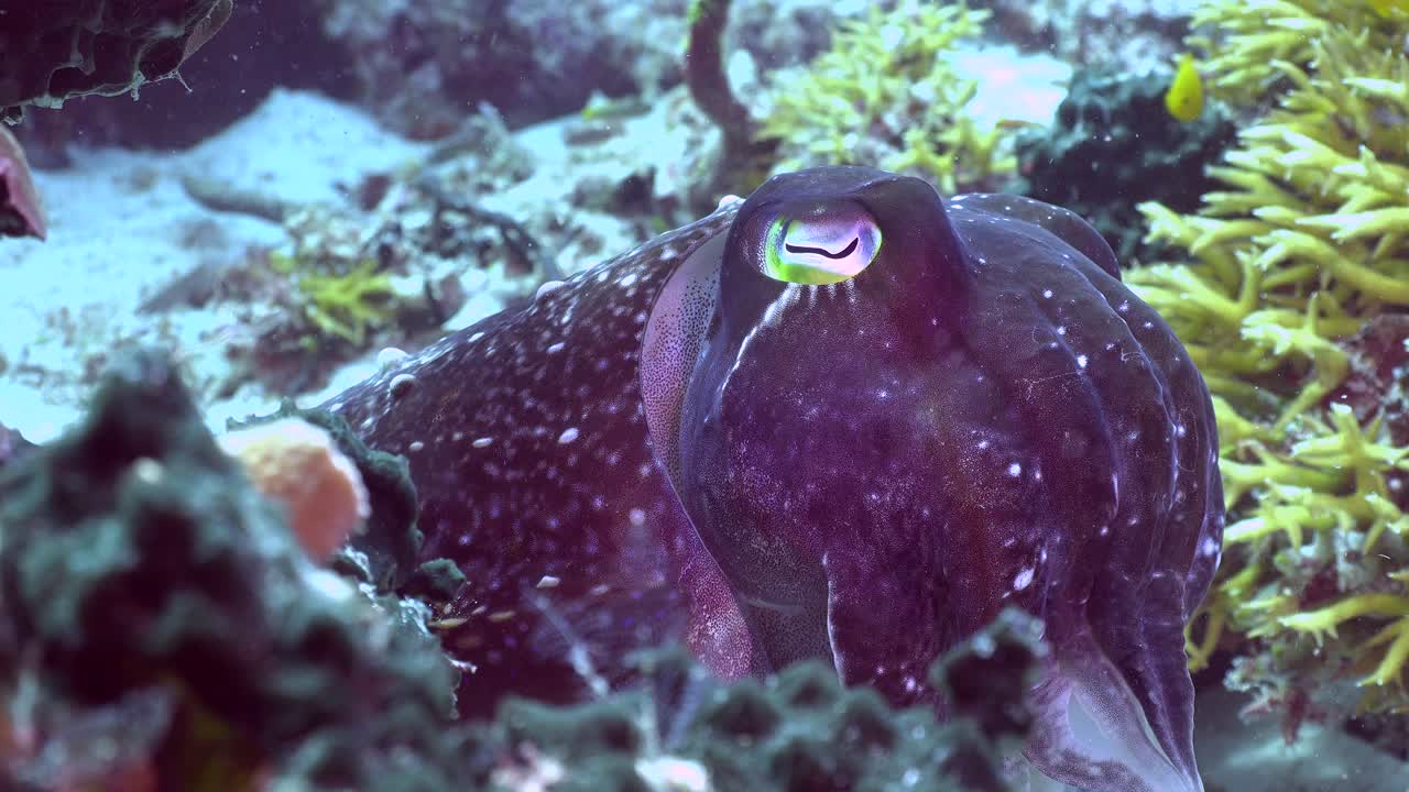 오징어는 열대 산호초를 닫고 축소합니다.