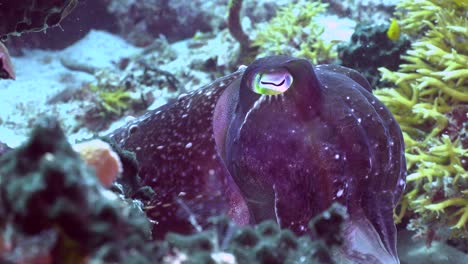 cuttlefish close up and zoom out on tropical coral reef