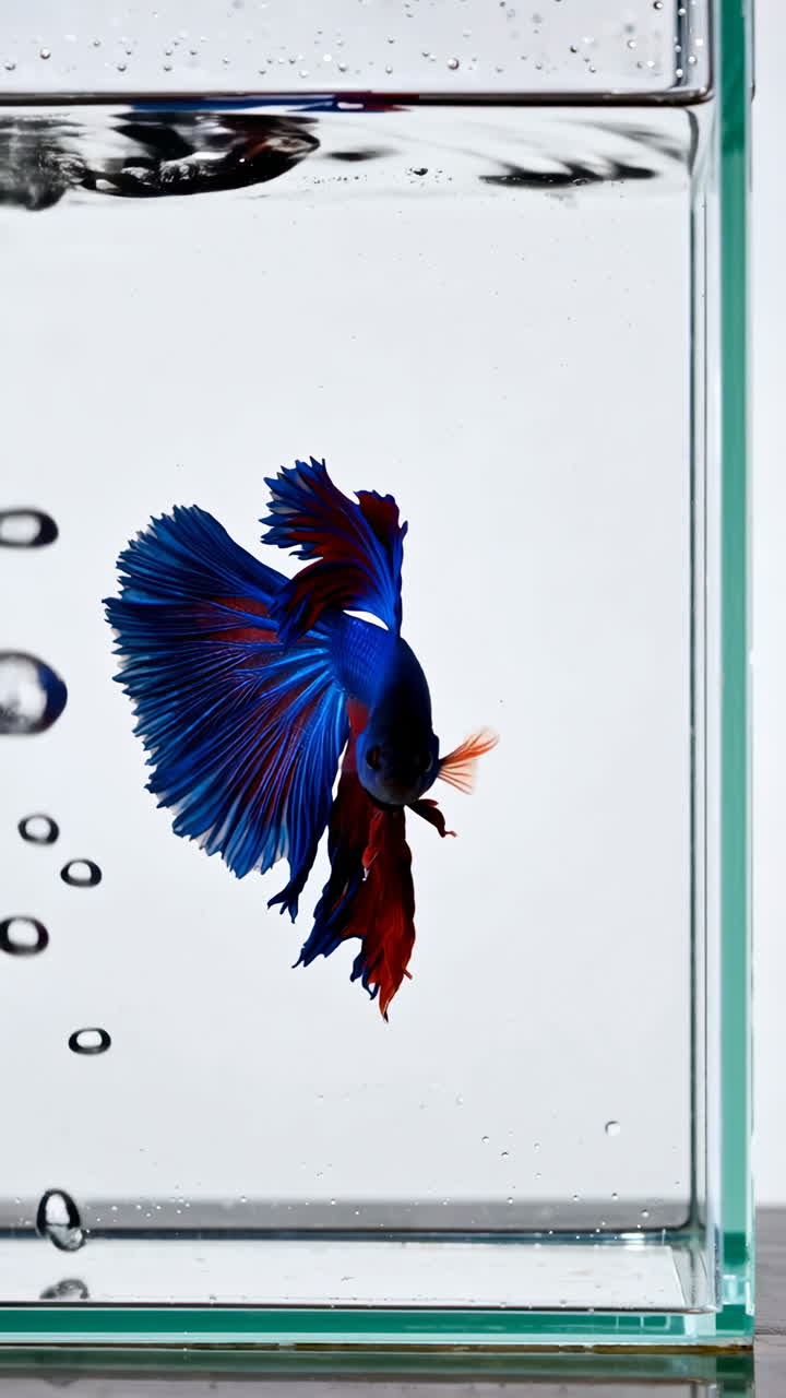 A vibrant blue and red Betta fish swimming in a clear water tank