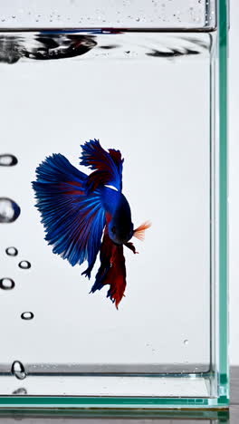 a vibrant blue and red betta fish swimming in a clear water tank