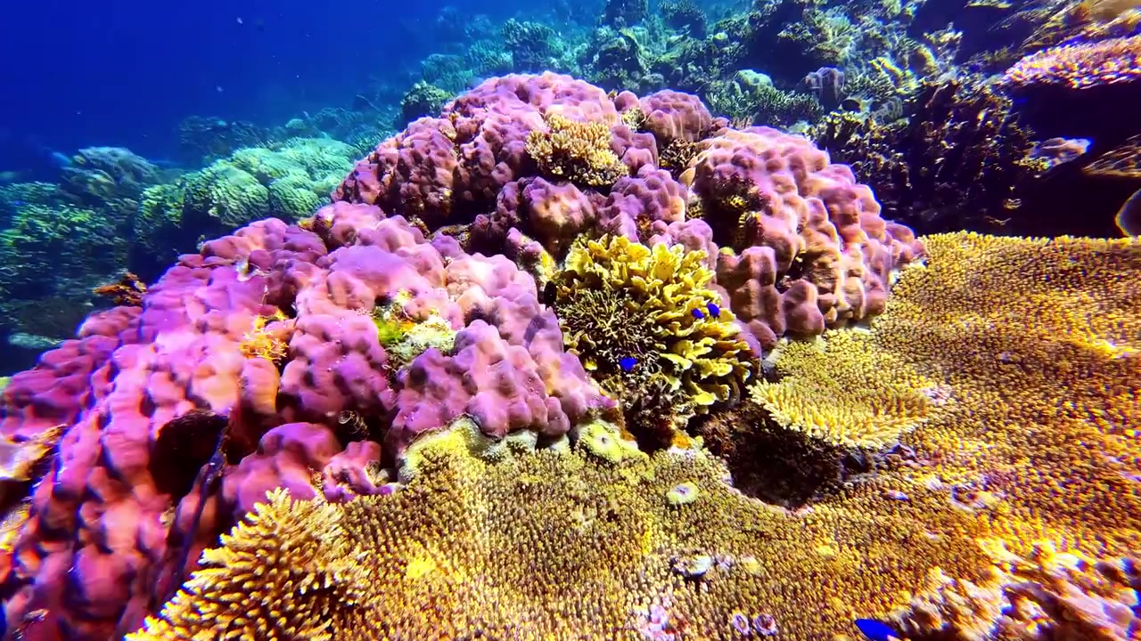 Barevný fialový a žlutý korálový útes s malými modrými rybami plujícími v oceánu na Filipínách.