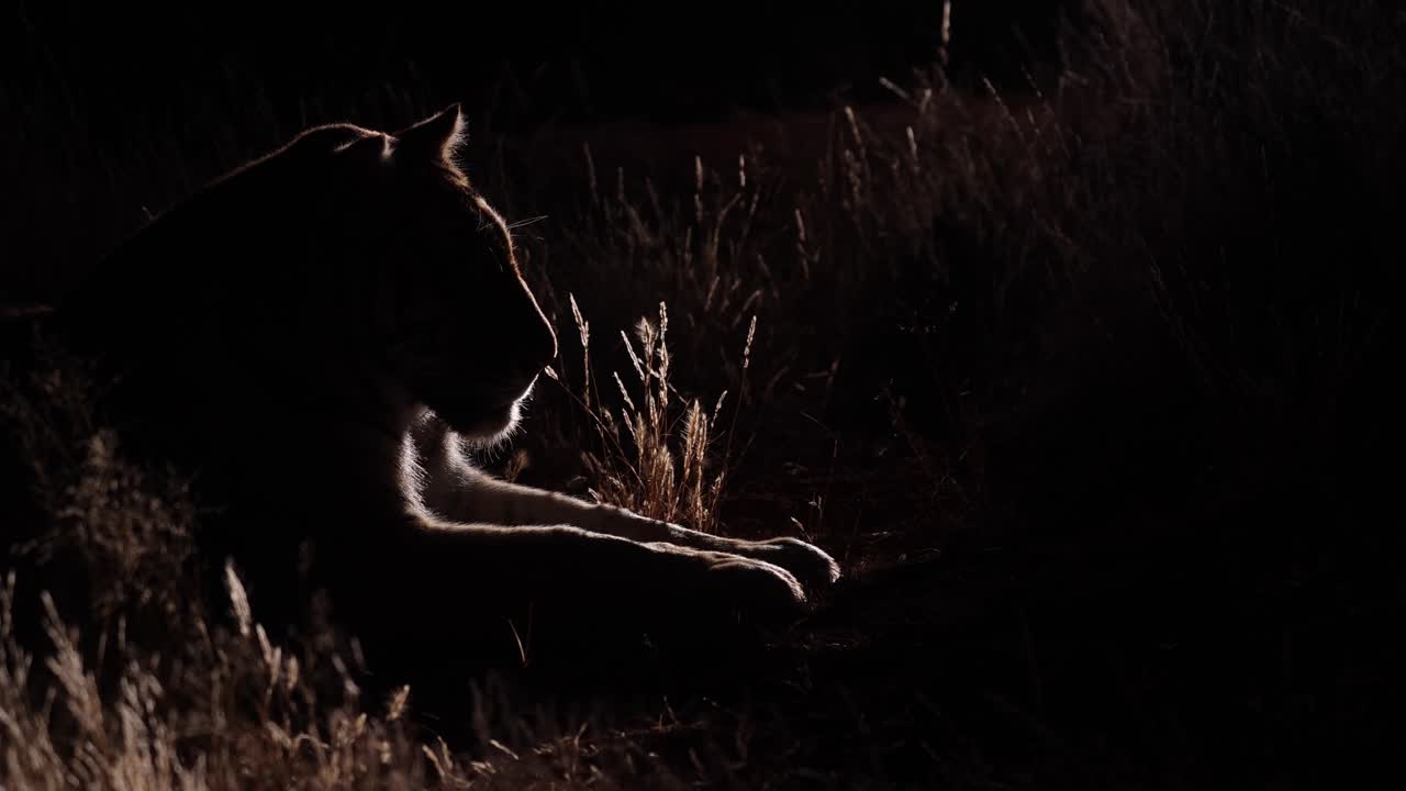 Dramatic side light reveals Bengal Tiger in dark night blackness