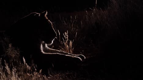 dramatic side light reveals bengal tiger in dark night blackness