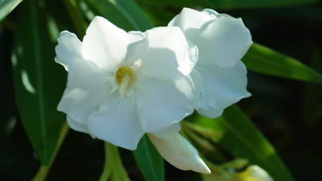 closeup of white oleander flowers on a background of branches