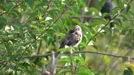 Un-Ruiseñor-Sentado-En-La-Rama-De-Un-árbol-Y-Acicalándose-Las-Plumas-A-La-Luz-De-La-Mañana