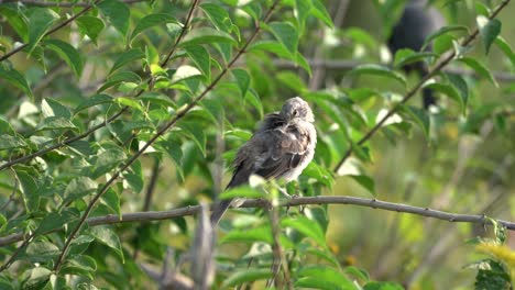un ruiseñor sentado en la rama de un árbol y acicalándose las plumas a la luz de la mañana