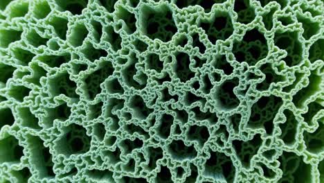 close-up view of a plant structure
