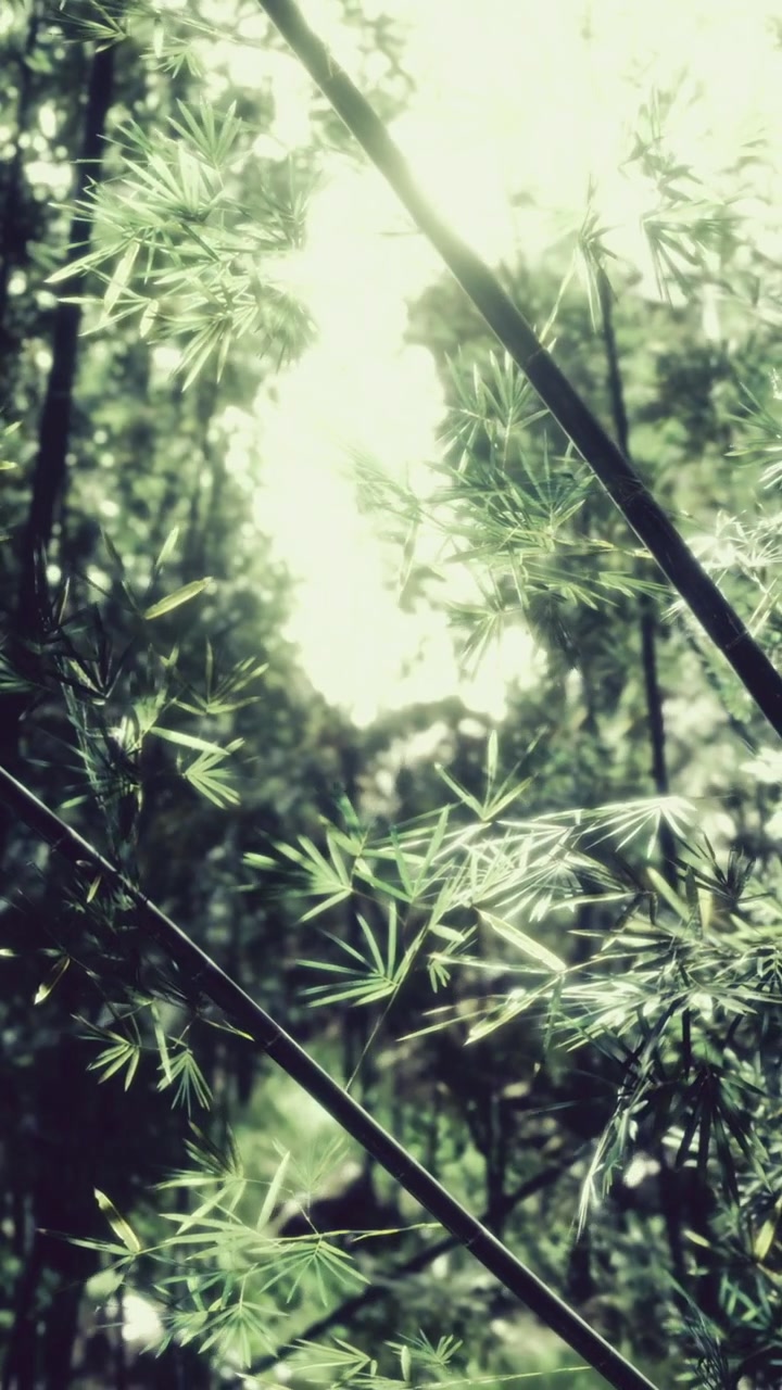 La luce del sole filtra attraverso le lussureggianti foglie di bambù in un tranquillo ambiente forestale.