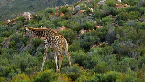 cape giraffe has stunning coat pattern with brown patches, walks in shrubland