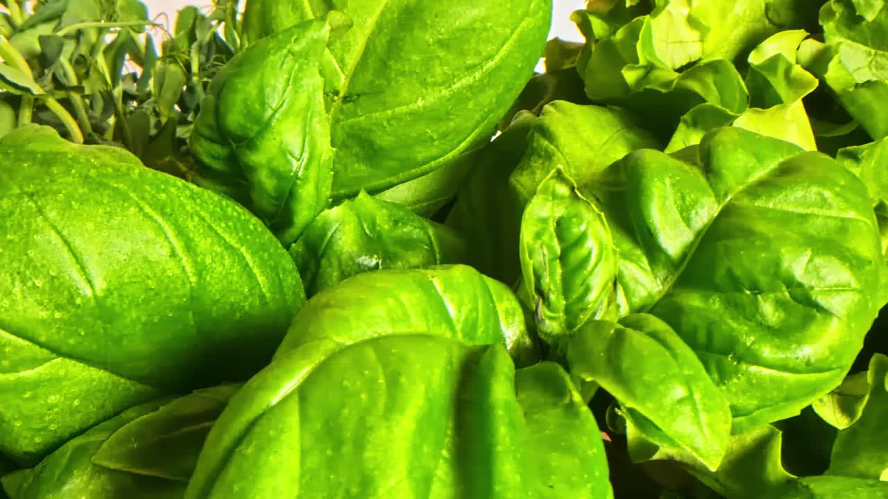 Macro probe lens shot of fresh basil and lettuce leaves with natural lighting