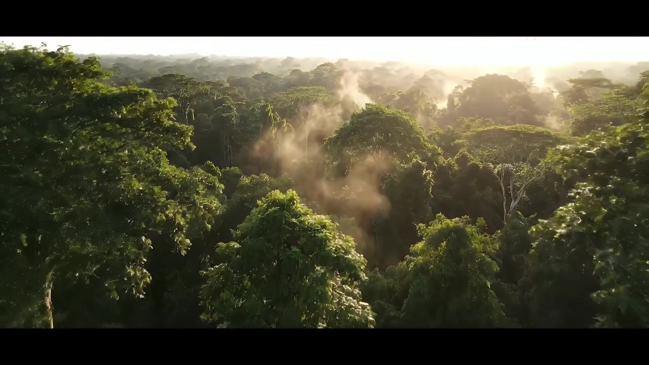 Aerial View of Tropical Rainforest Canopy at Sunrise