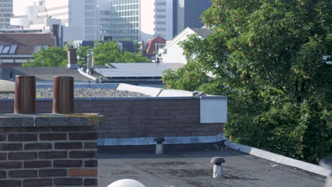 a rare insight of the urbanized nature of a nest of seagulls chicks waiting for parents on a rooftop of a building in the city