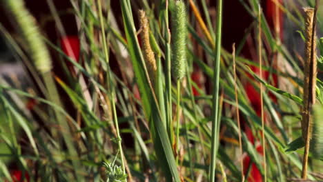 a close up of tall grass blowing in the wind at sunset