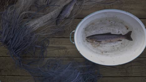 Fischnetz-Mit-Fangfisch---Forelle-Im-Weißen-Becken-Auf-Einem-Holzboden