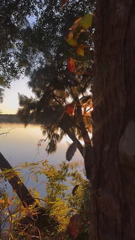 sunrise or sunset over a lake with trees