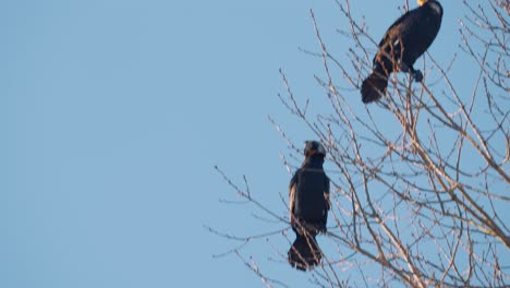 Grandes-Cormoranes-Parados-En-Ramas-De-árboles-Altos-Contra-El-Cielo-Azul