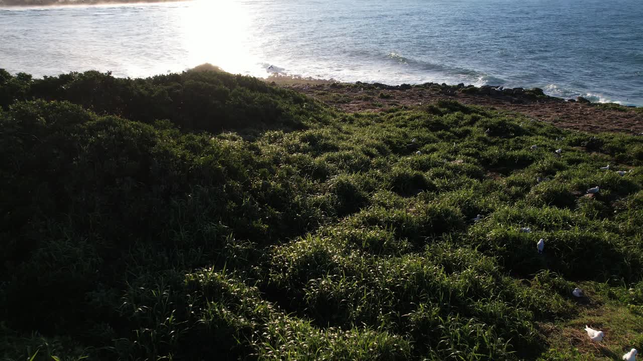 Seagulls Flying And Resting On Grassy Slope Of Cook Island Nature Reserve At Sunset. NSW, Australia. aerial shot