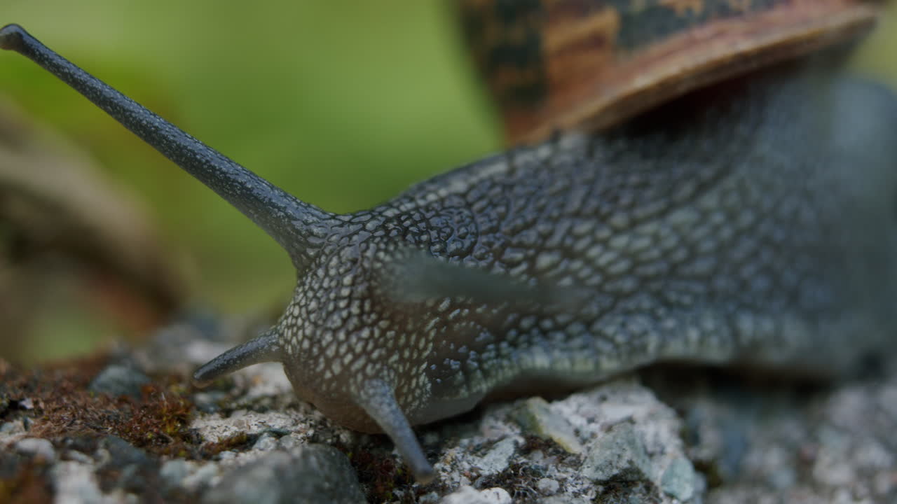 Snail crawling outside in garden. Macro; wildlife; animal; detail; tentacles