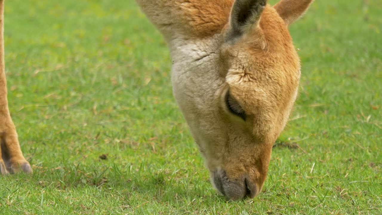 cerca de una alpaca adulta marrón alimentándose de hierba verde