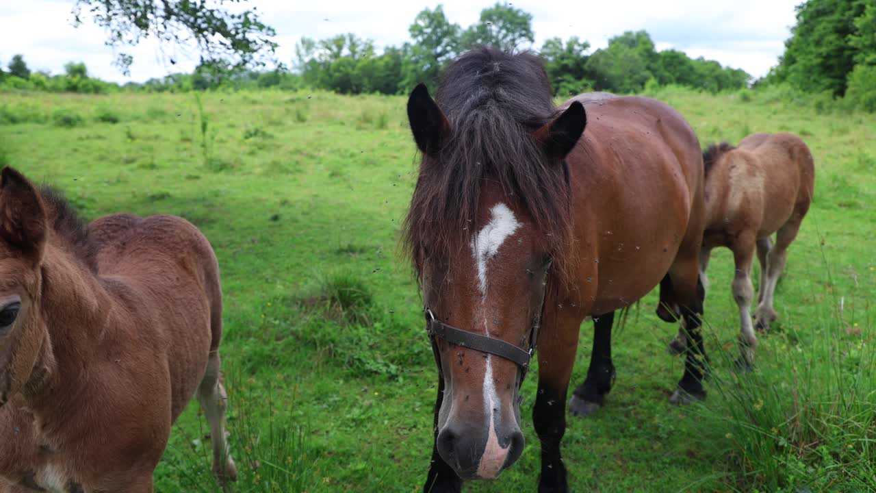 los caballos de pastoreo libre vagan por croacia