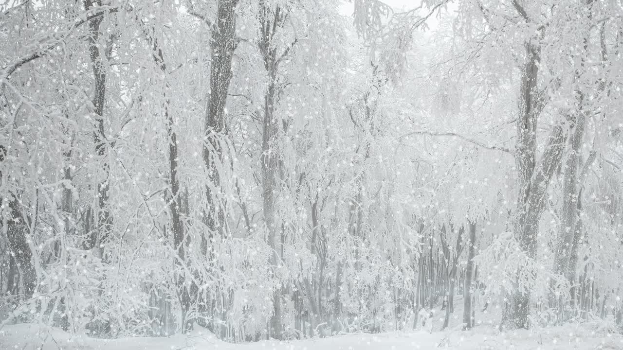 Snowy Forest on a Day of Dense Snowfall - Winter Wonderland