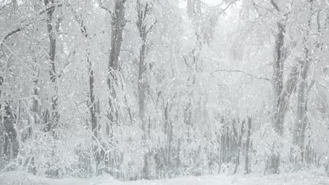 Verschneiter-Wald-An-Einem-Tag-Mit-Dichtem-Schneefall---Winterwunderland