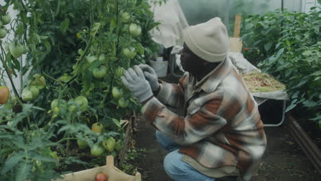 African American Man Collecting Tomatoes in Greenhouse