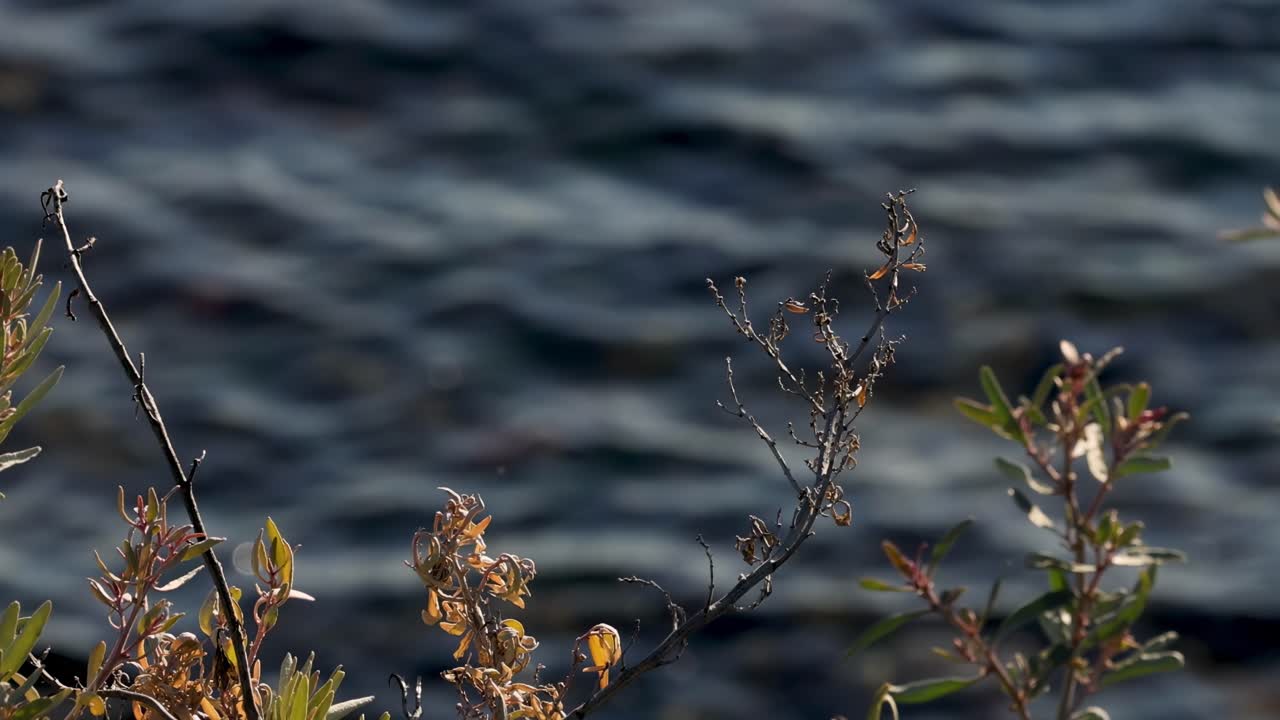 Tree branches sway with waves in background