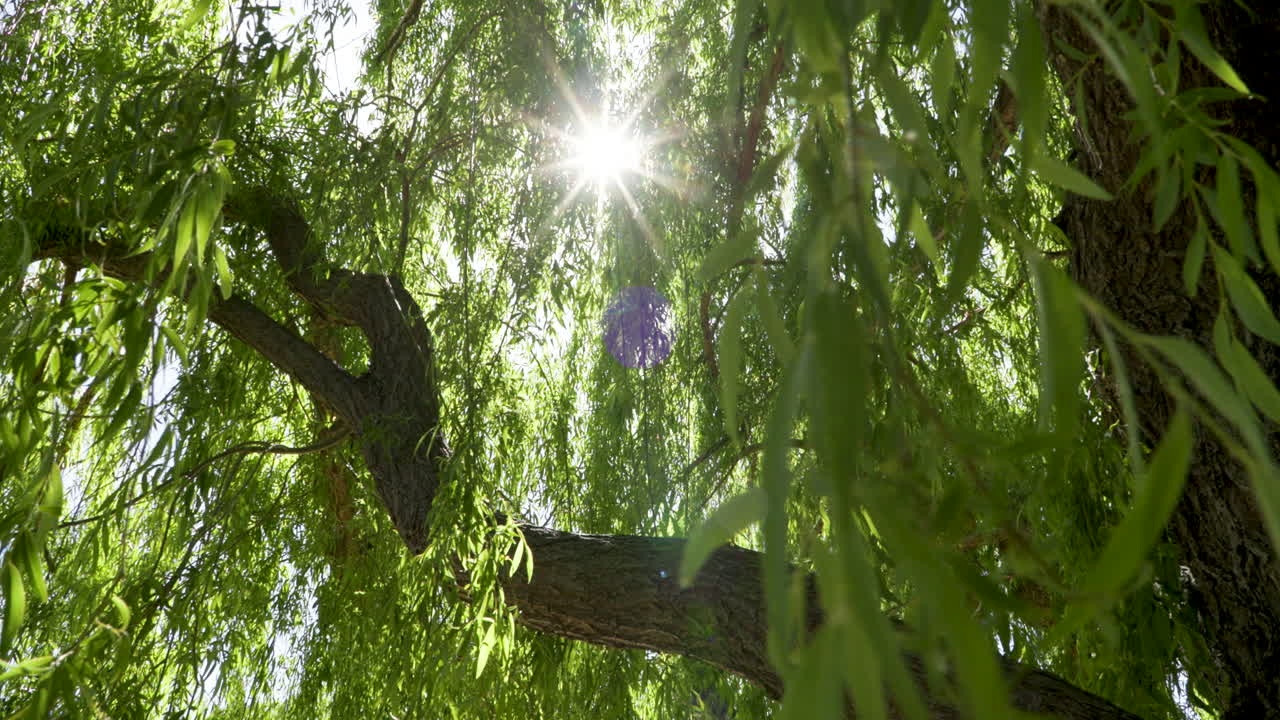 камера движется вперед, когда солнце пробивается сквозь плакучую иву