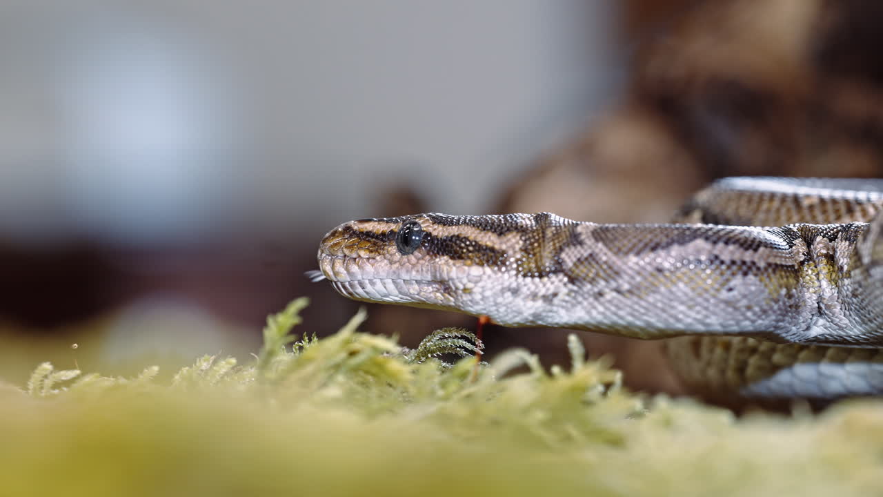 Close-up of snake head on mossy ground, sharp focus on eyes and scales