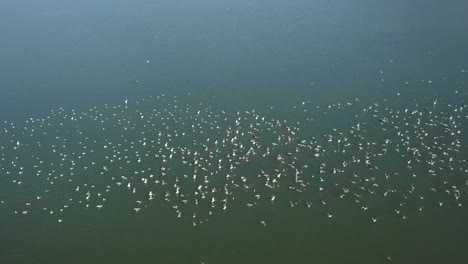 birds flying across a lake