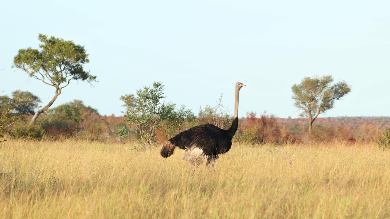 A male common ostrich walks through the dry savannah with trees in the background, Kruger National Park.