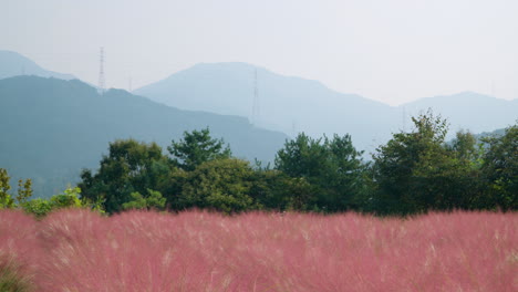 Pink-Muhly-Und-Malerische-Berge-Im-Pocheon-Herb-Island-Highlands-Park-–-Pan