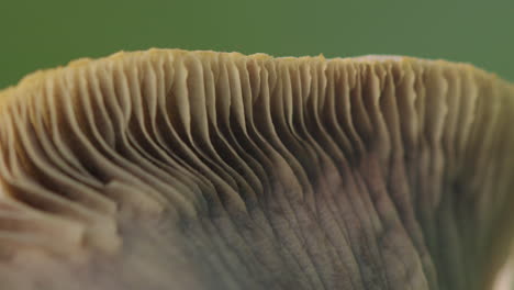 macro shot of the underside of a mushroom