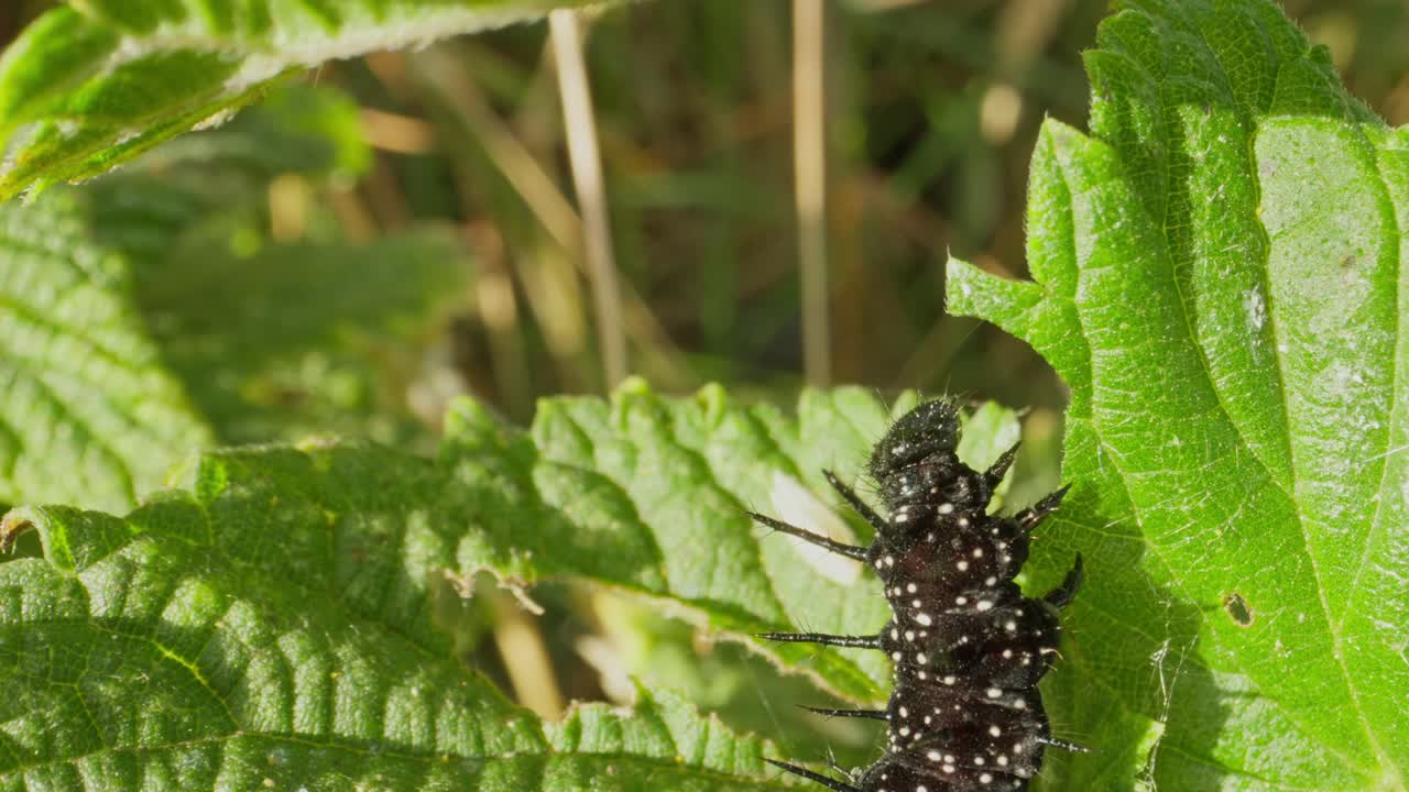 Peacock butterfly larva feeding near stem, lit by warm natural sunlight