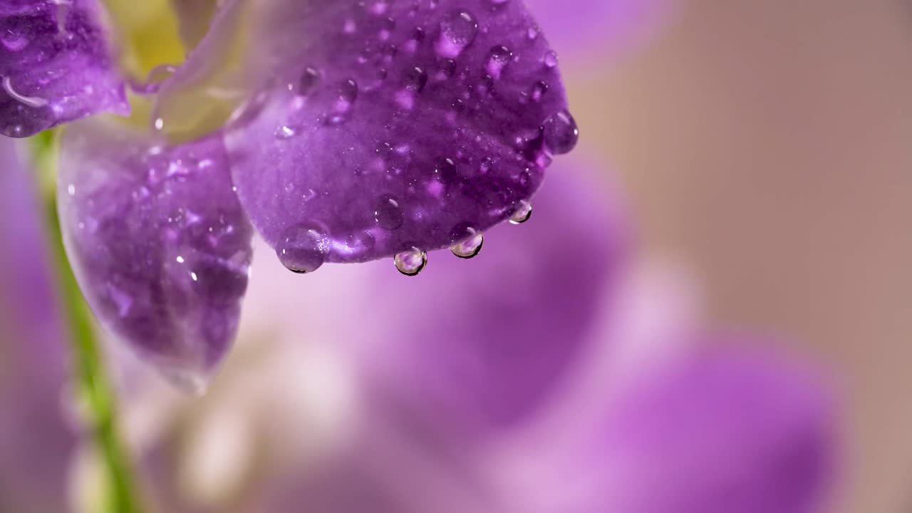 4K Bella Orchidea Fresca Viola, Primo Piano