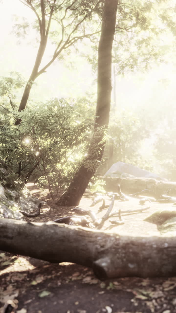 나무 를 통해 빛나는 빛 이 있는 평화로운 숲 장면