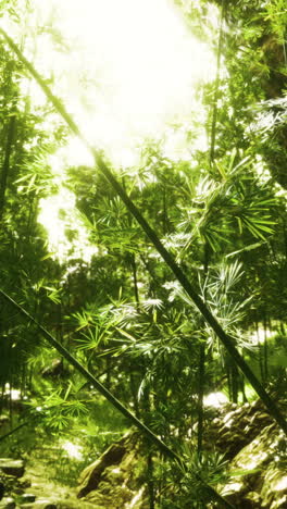 sunlight filtering through a lush bamboo forest