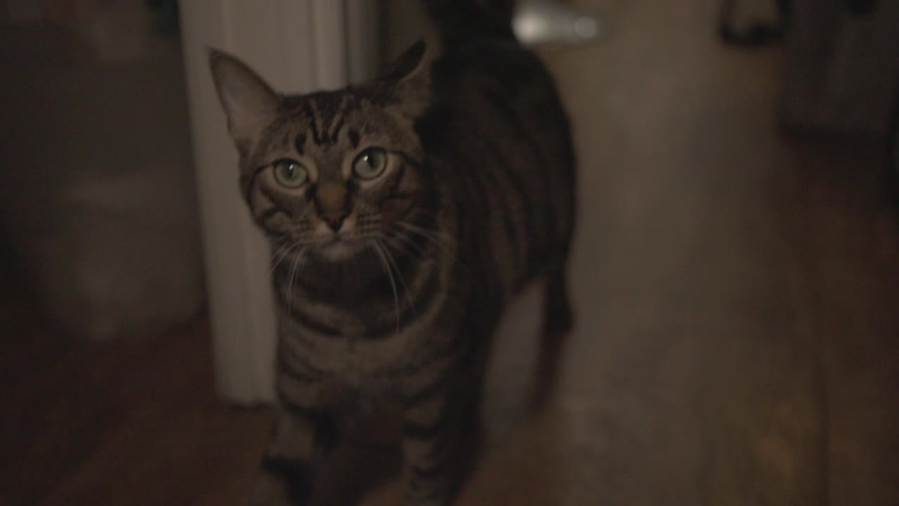 Adorable Black Striped Cat Walking Around The House And Looking In the camera. - close up shot