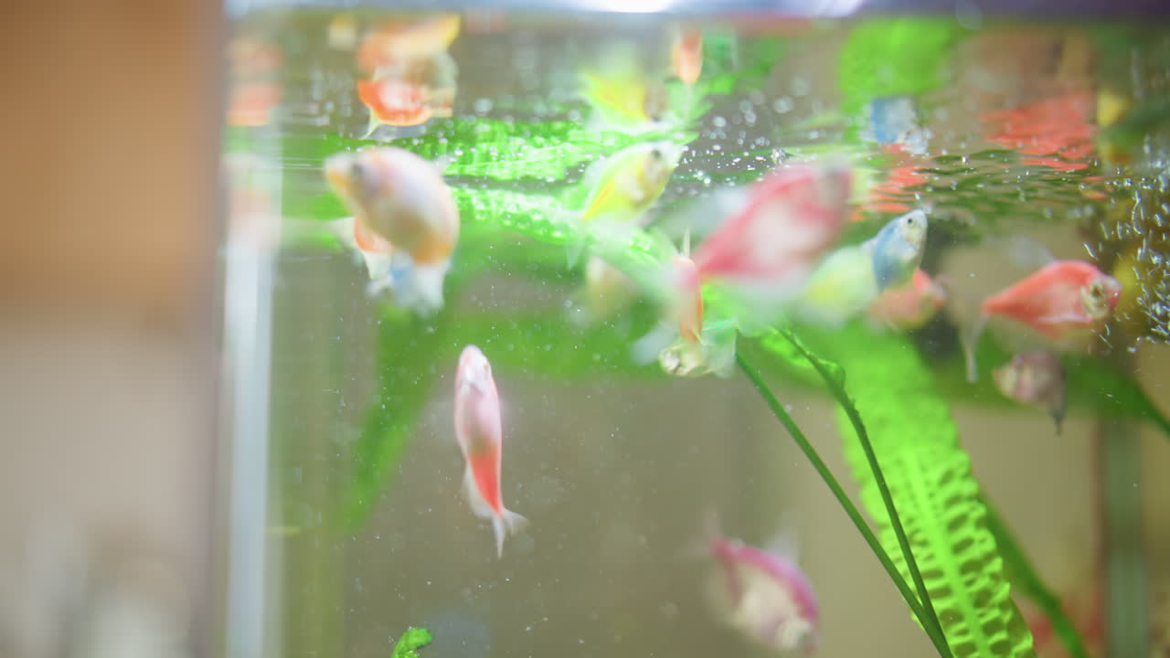 Colorful fish swim gracefully in aquarium near surface with green plants, light reflections, and gentle bubbles creating vibrant aquatic environment full of movement, natural textures underwater