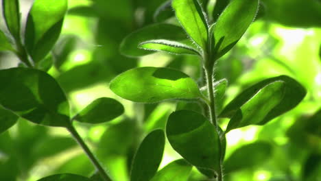 close-up of green garden plants