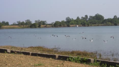 Aves-Volando-En-El-Santuario-De-Vida-Silvestre-De-Jambughoda