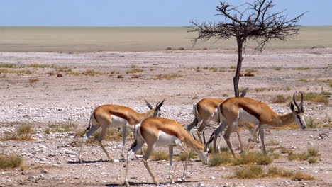 gacelas springbok en el parque nacional de etosha