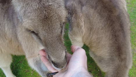 hungry kangaroos being fed by hand