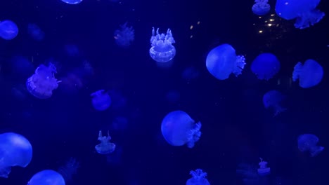 jellyfish in vancouver aquarium illuminated by a blue light, aurelia aurita species