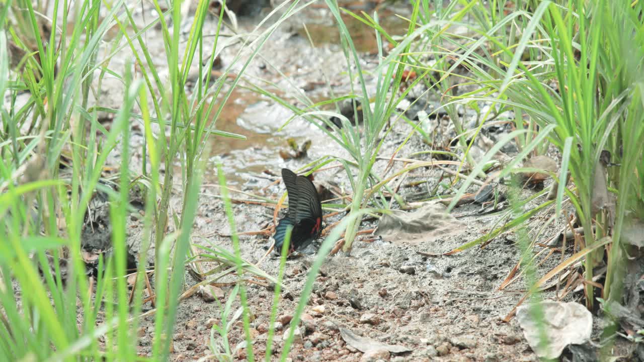 mariposa cerca revoloteando sus alas en la luz del sol en el suelo con hierba