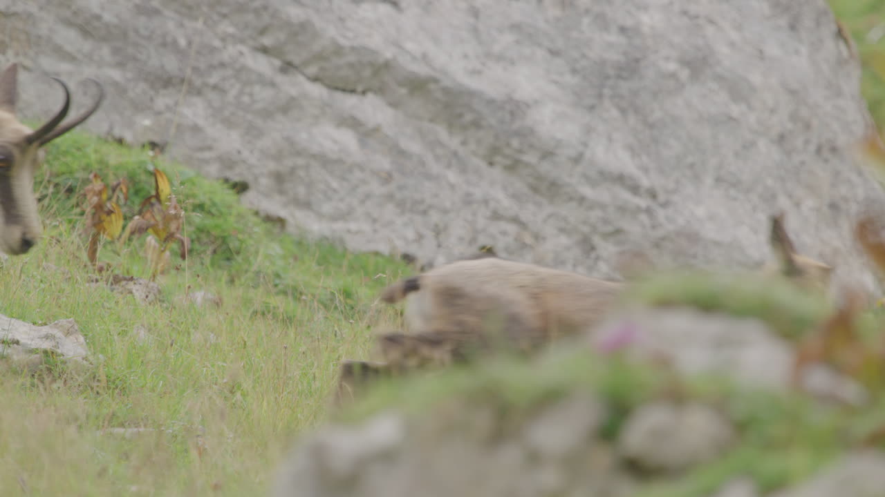 Cucciolo di camoscio e madre che attraversano un prato